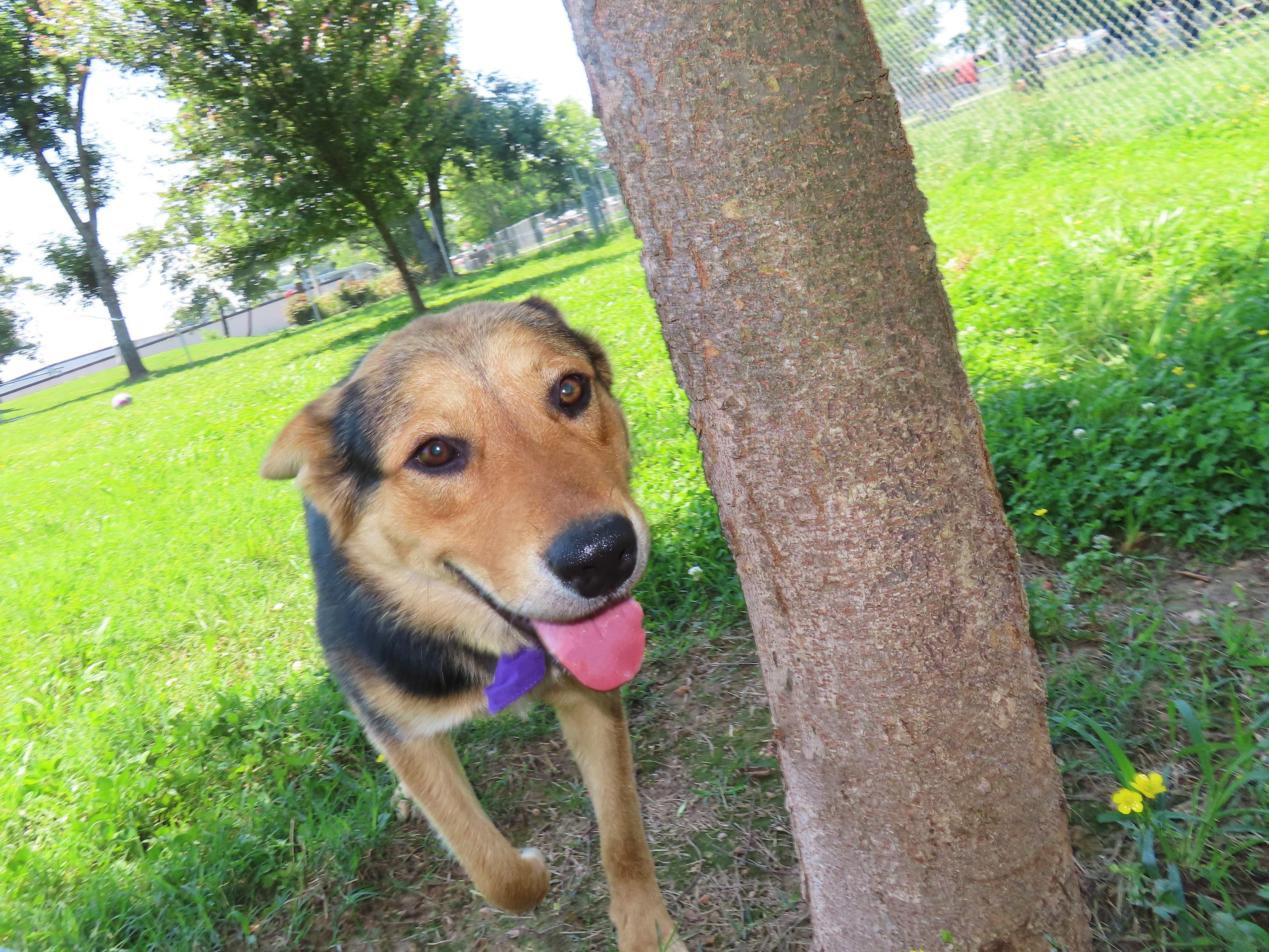 Stephan, an adoptable German Shepherd Dog in St. Cloud, MN, 56301 | Photo Image 3
