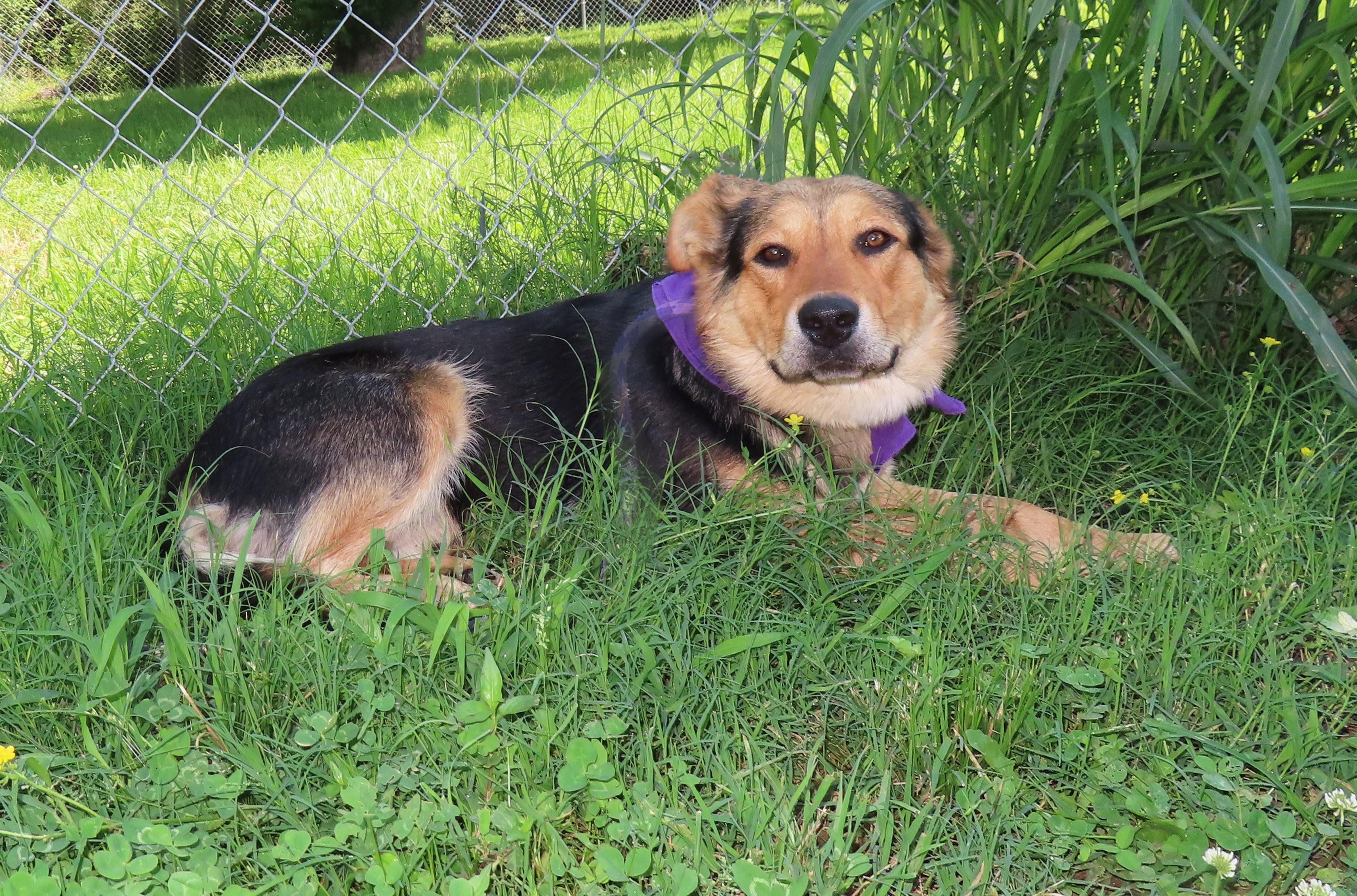 Stephan, an adoptable German Shepherd Dog in St. Cloud, MN, 56301 | Photo Image 2