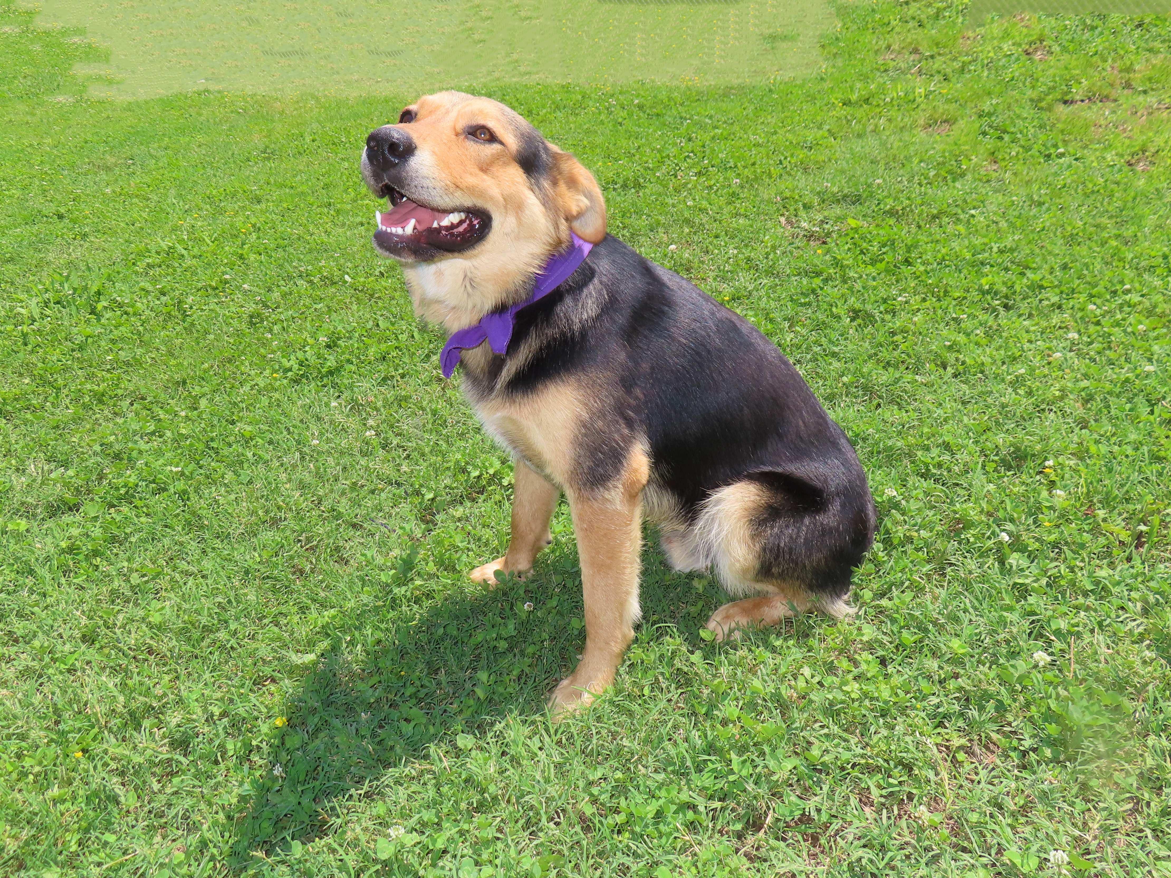 Stephan, an adoptable German Shepherd Dog in St. Cloud, MN, 56301 | Photo Image 4