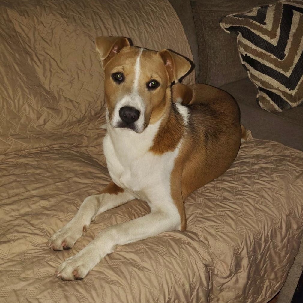 Enlarge Rocky, a Adoptable mixed breed in Houston, TX image 6/6