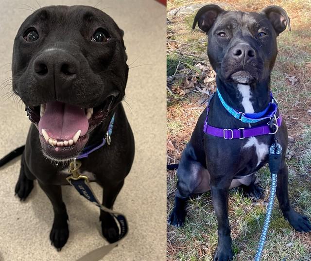 FLO, Adoptable, Adult Female Labrador Retriever & Pit Bull Terrier.