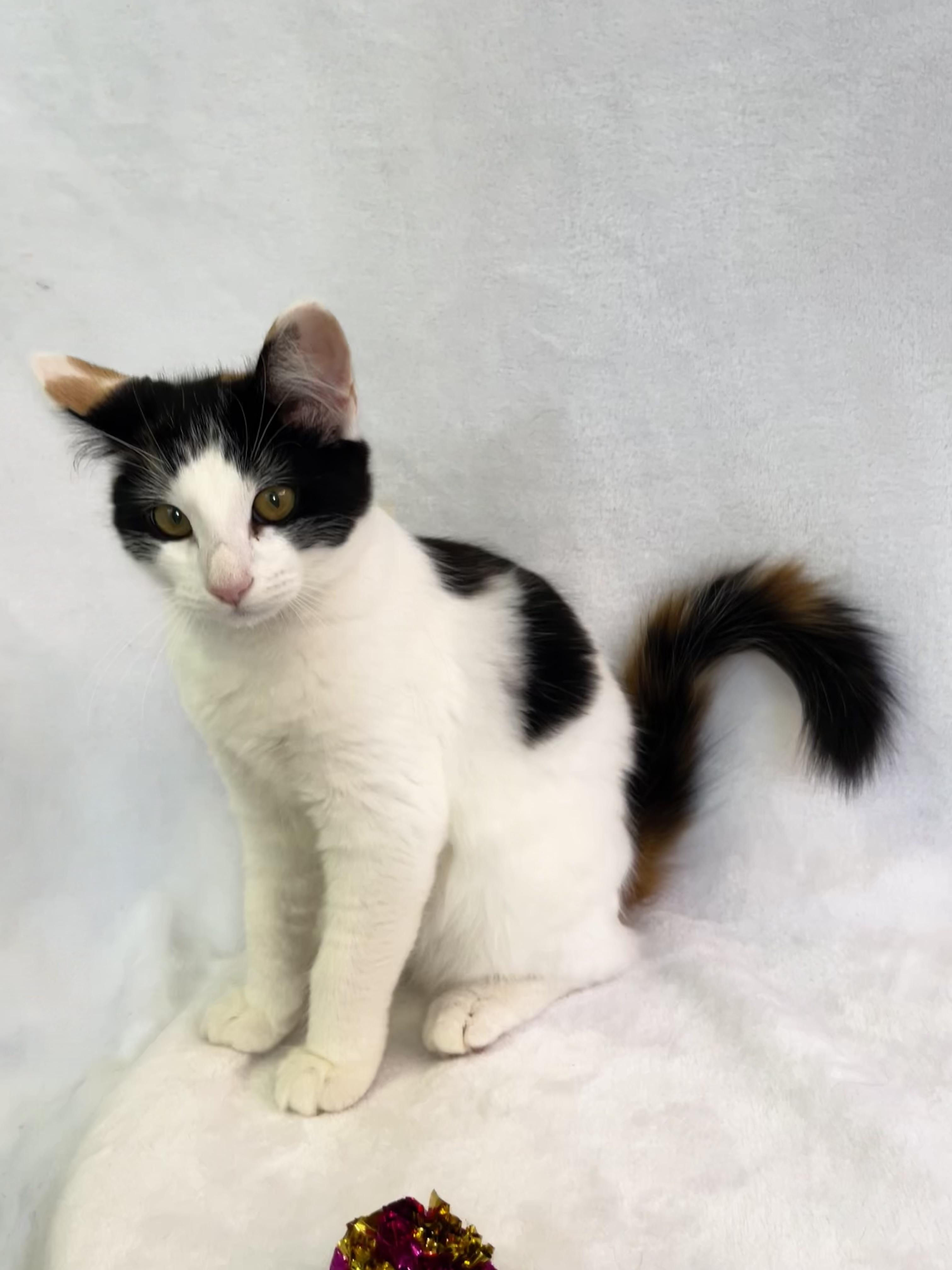 Mars, adopted, Kitten Female Calico.