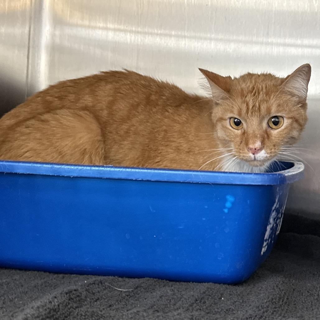 Victor — thumbnail 2