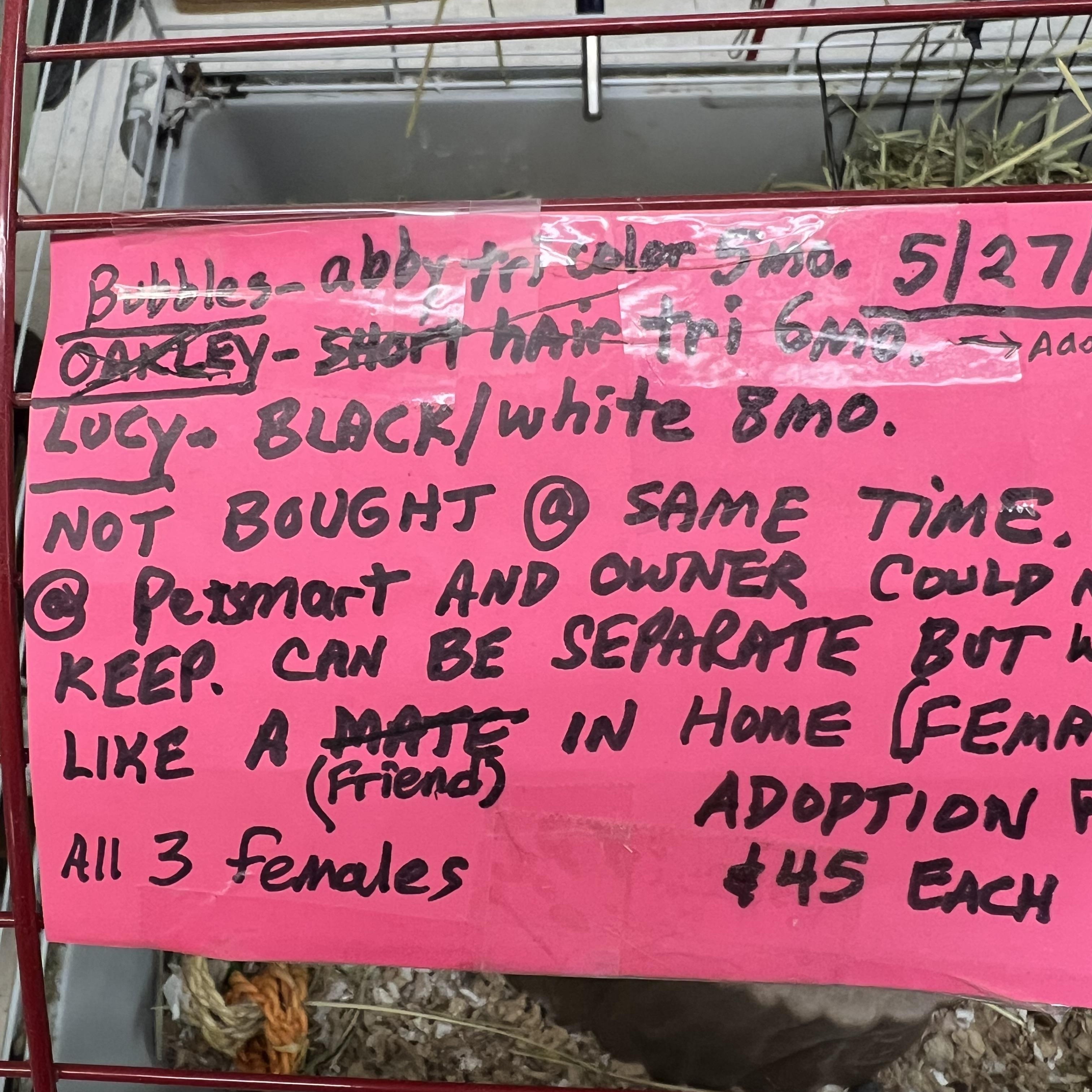 Bubbles and Lucy, a Adoptable mixed breed in Hillsborough, NJ image 3/4