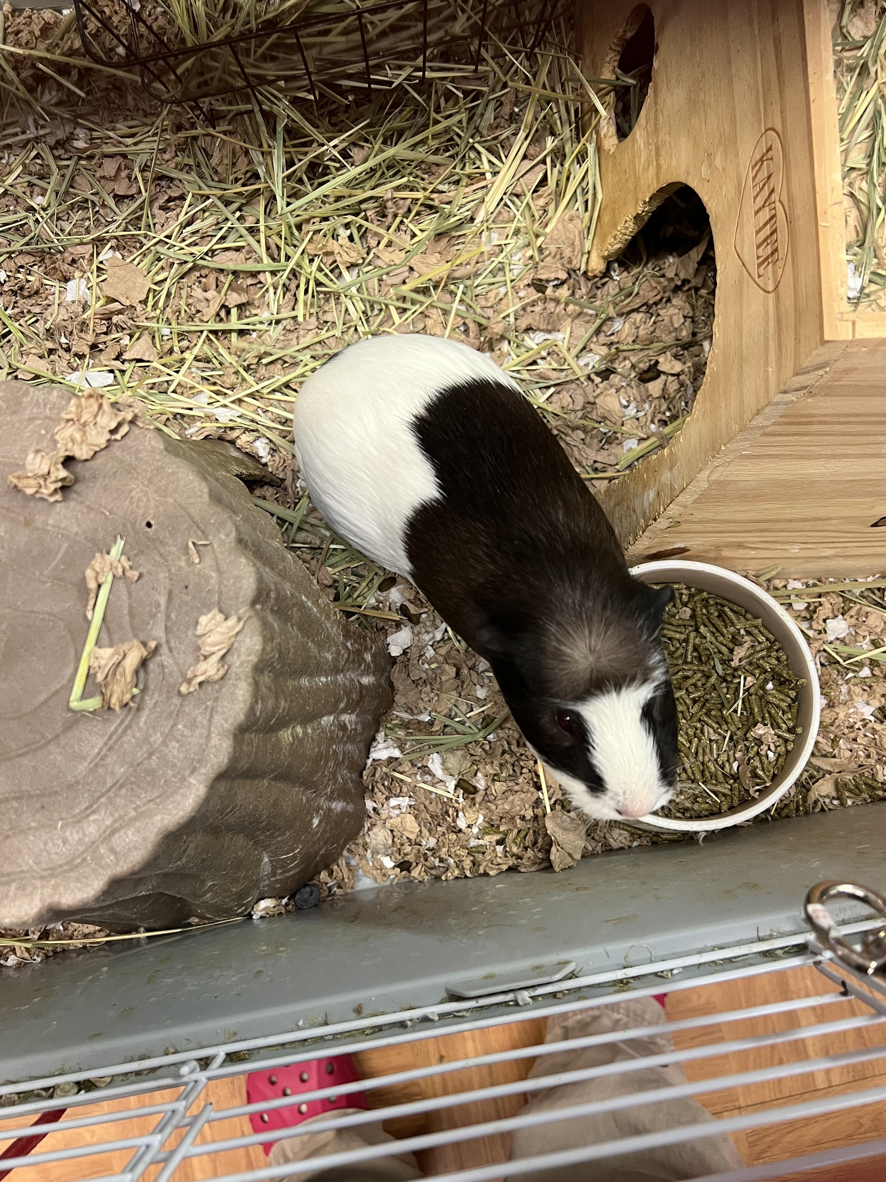 Bubbles and Lucy, a Adoptable mixed breed in Hillsborough, NJ image 2/4