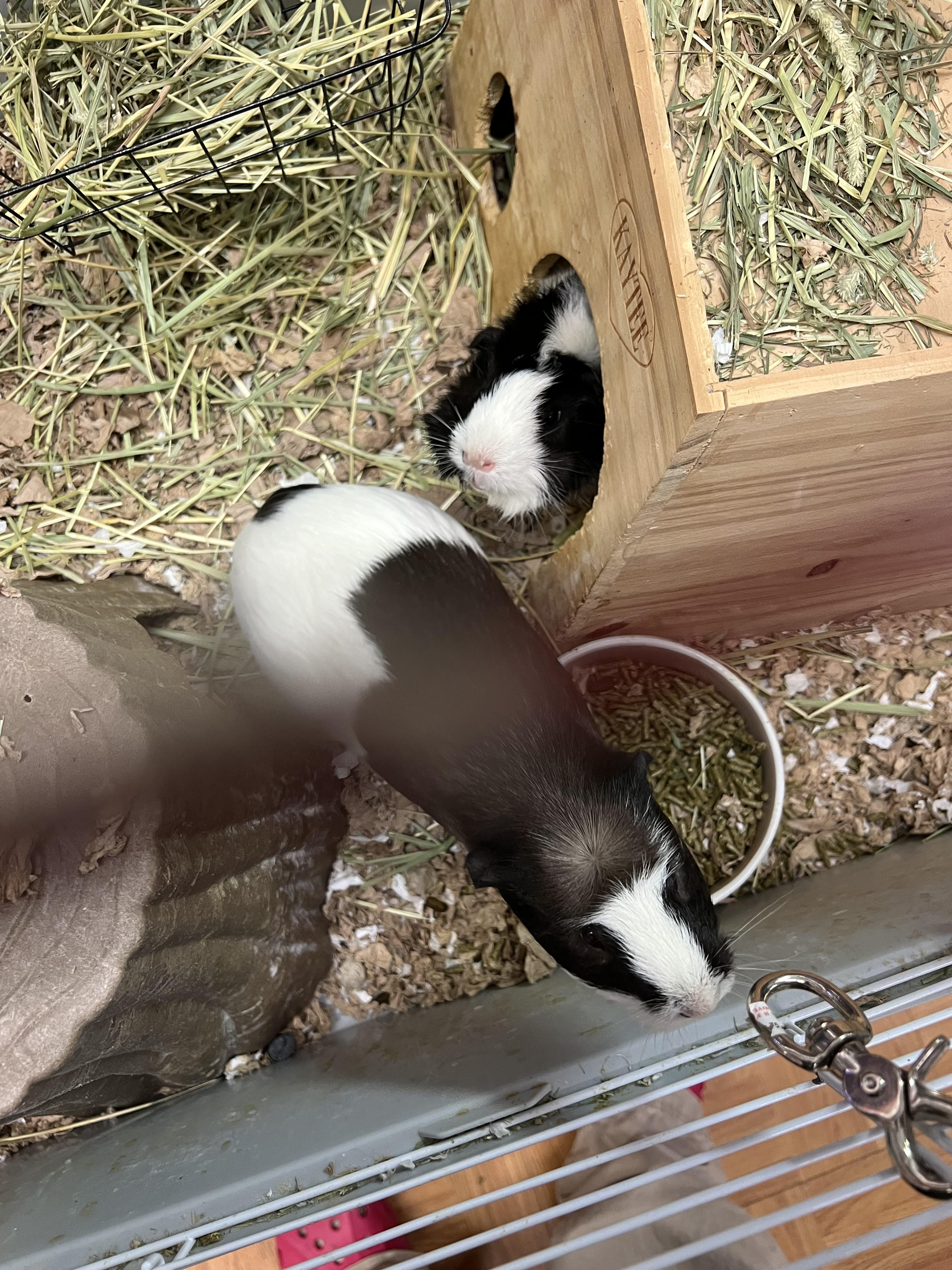 Bubbles and Lucy, Adoptable, Adult Female Guinea Pig & Abyssinian.