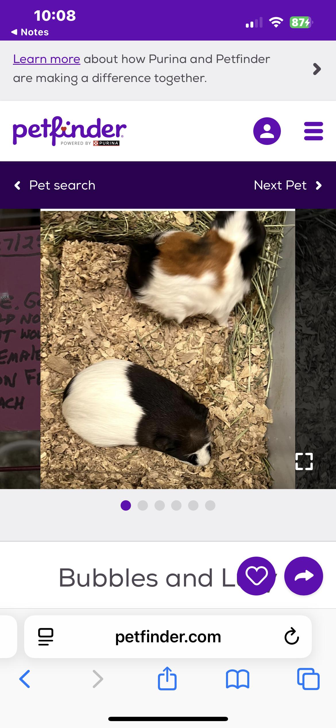 Bubbles and Lucy, a Adoptable mixed breed in Hillsborough, NJ image 4/4