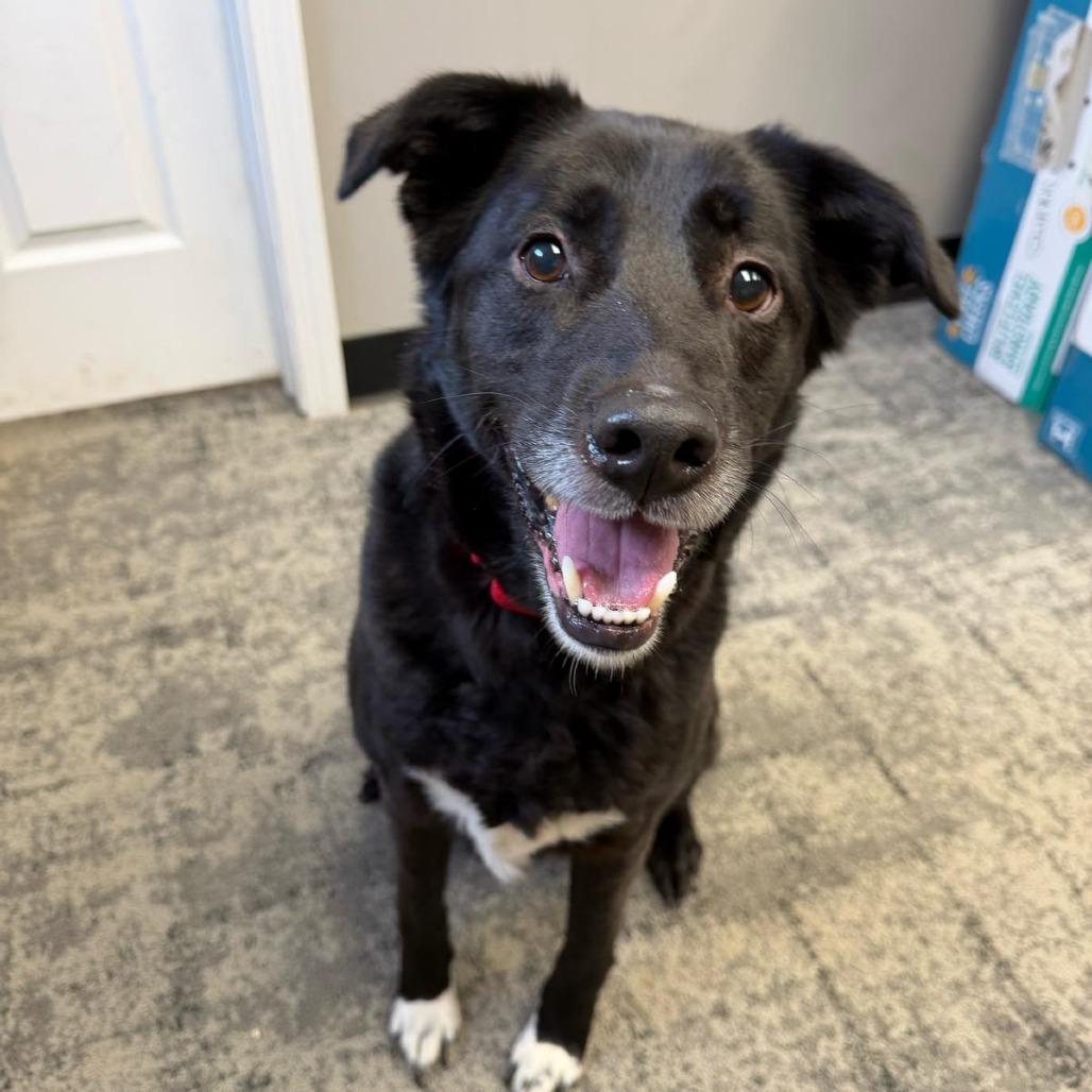Prince, Adoptable, Senior Male Black Labrador Retriever.