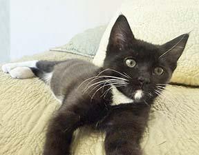 Franny, a ADOPTABLE Tuxedo in Tiburon, CA image 2/2