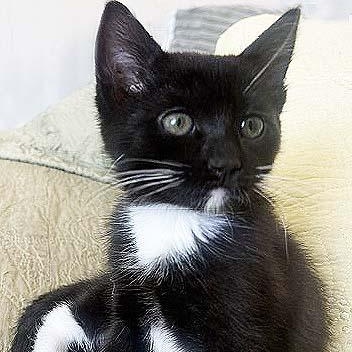 Franny, ADOPTABLE, Kitten Female Tuxedo.