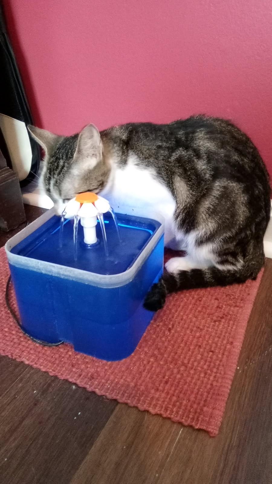 Enlarge Teagan, a ADOPTABLE mixed breed in Cleveland, OH image 2/3