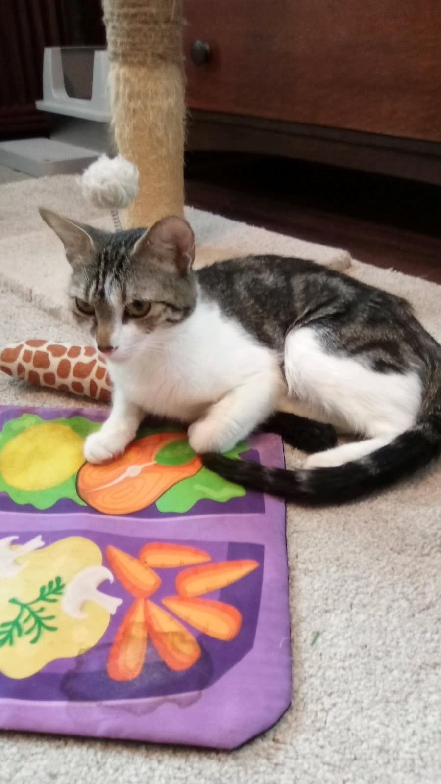 Teagan, ADOPTABLE, Young Female Domestic Short Hair & Tabby.