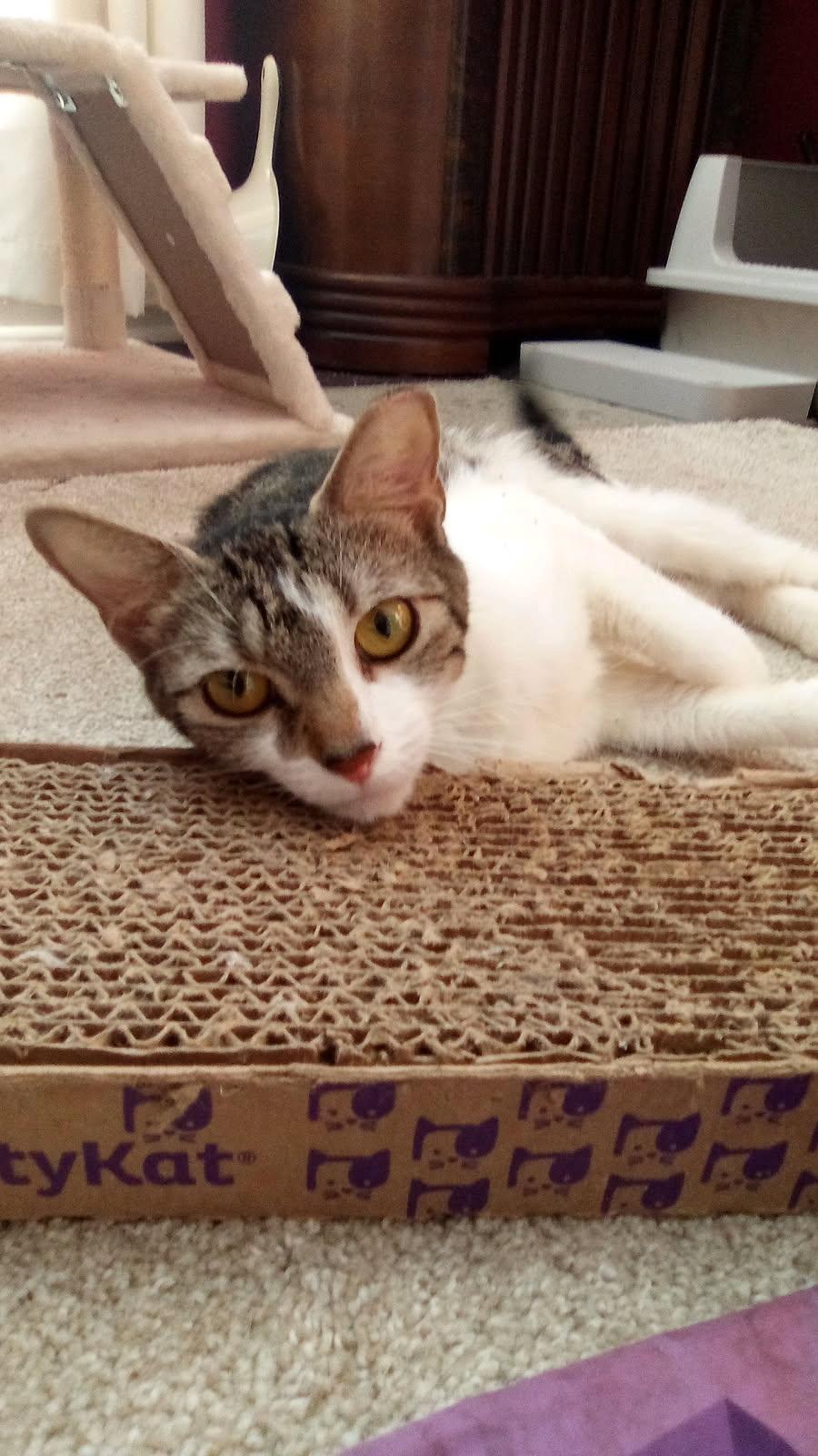 Teagan, ADOPTABLE, Young Female Domestic Short Hair & Tabby.