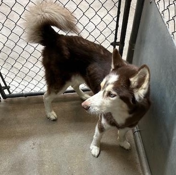 Enlarge Uno, a ADOPTABLE mixed breed in Bryan, OH image 3/4