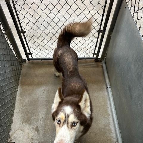 Enlarge Uno, a ADOPTABLE mixed breed in Bryan, OH image 4/4