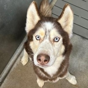 Uno, ADOPTABLE, Adult Male Husky.