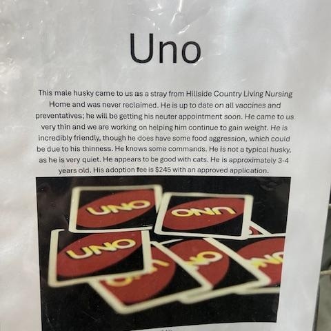 Enlarge Uno, a ADOPTABLE mixed breed in Bryan, OH image 2/4