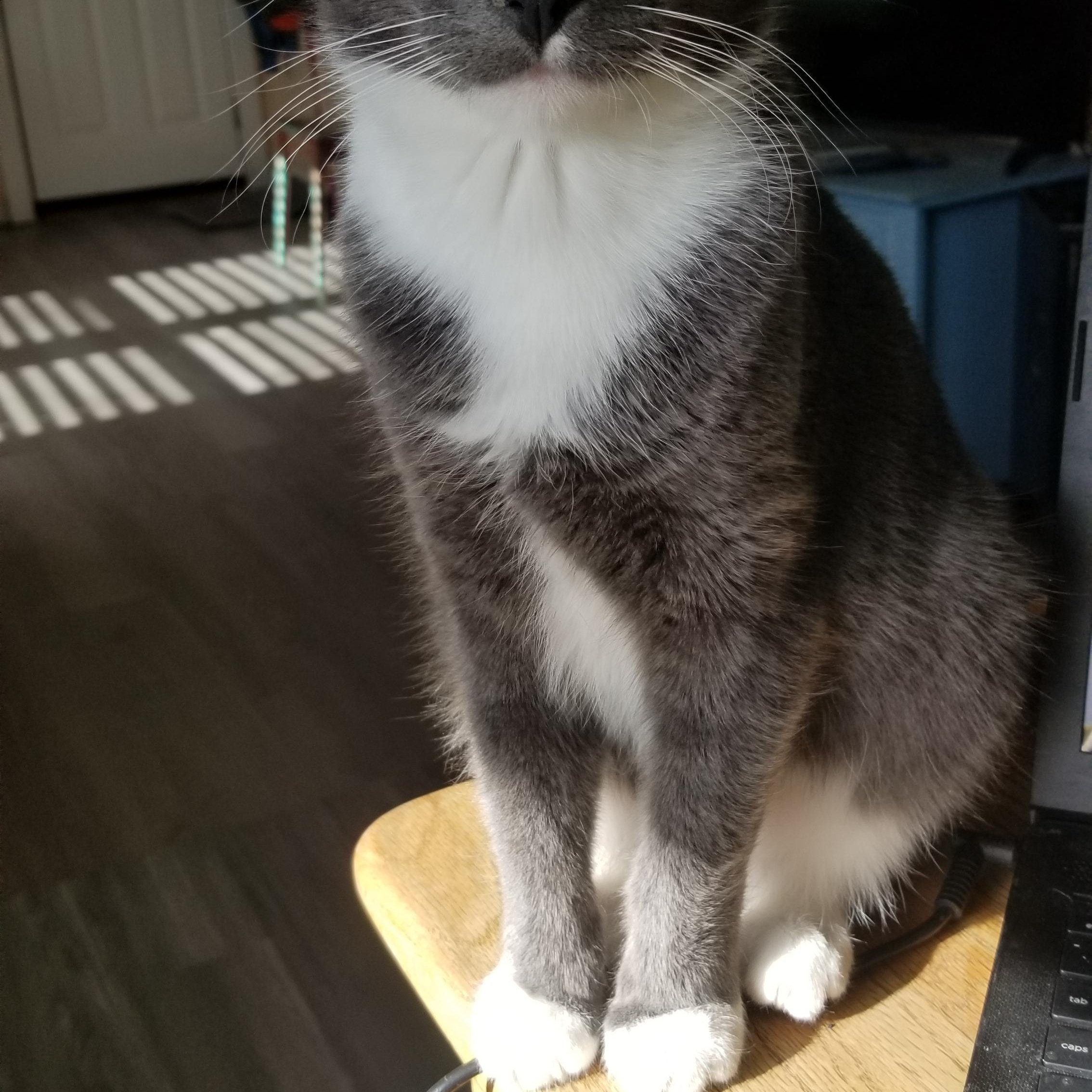 Enlarge Baxter, a Adoptable mixed breed in Cedaredge, CO image 5/5