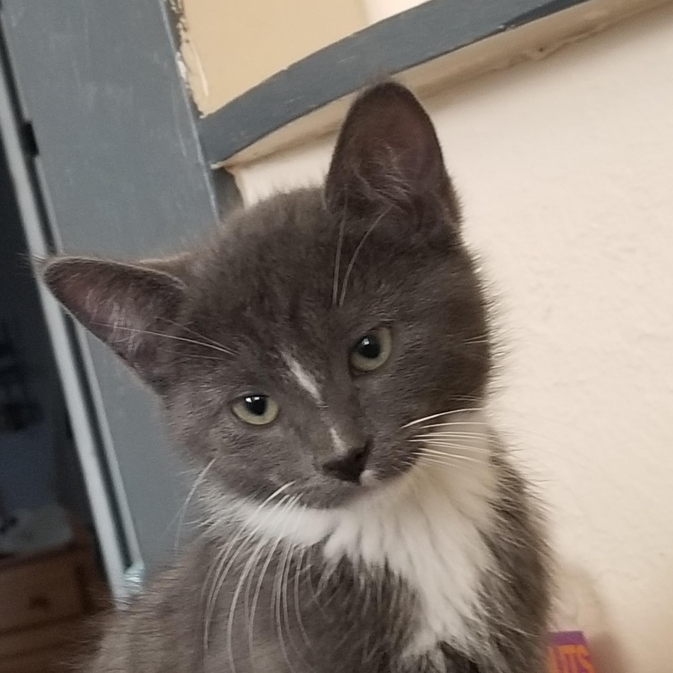 Baxter, a Adoptable mixed breed in Delta, CO image 2/4