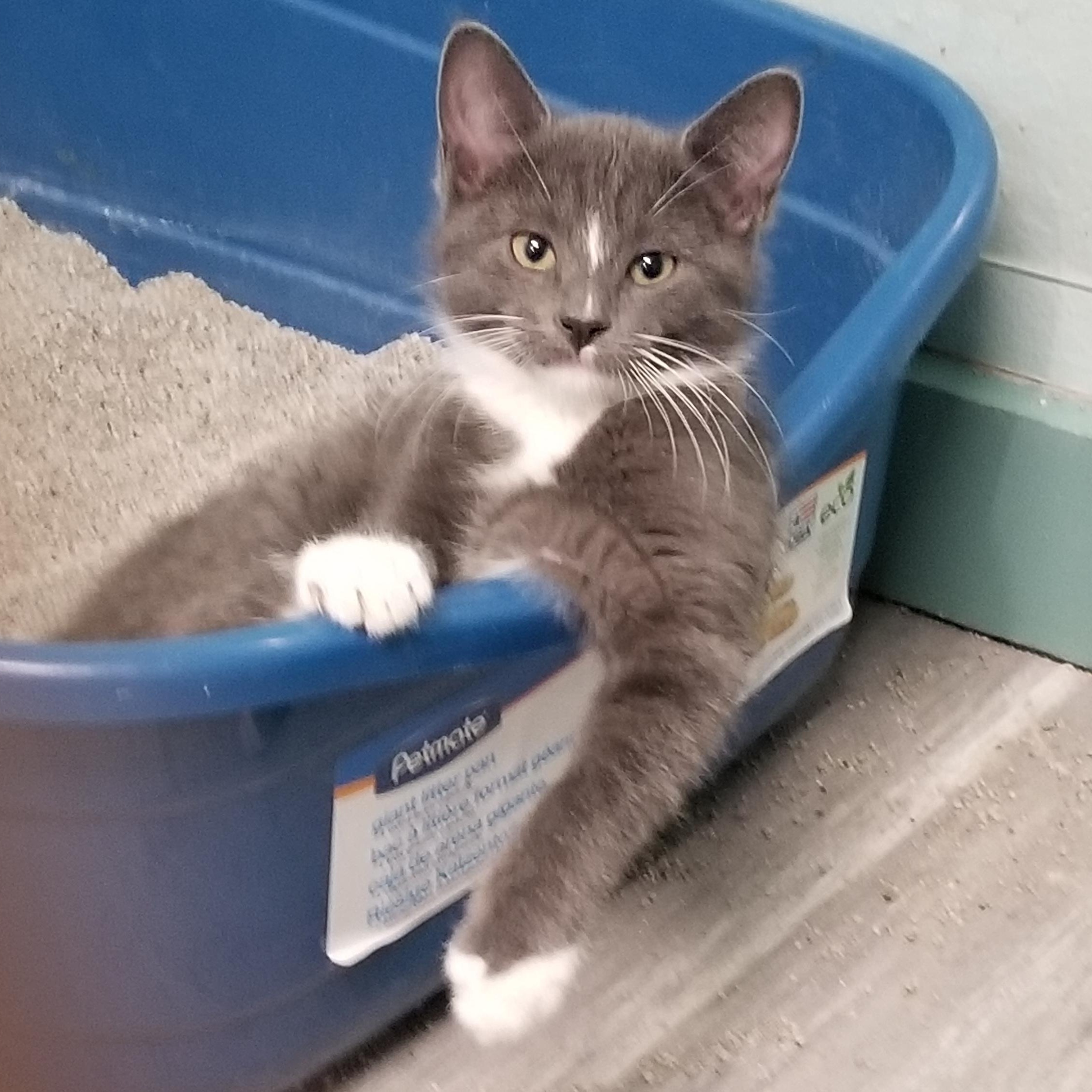 Baxter, a Adoptable mixed breed in Delta, CO image 3/4