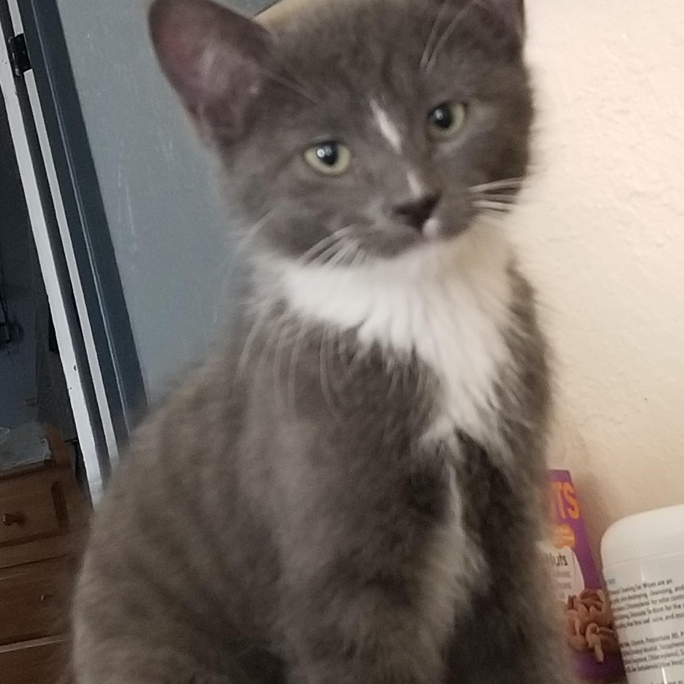 Baxter, Adoptable, Young Male Tuxedo.