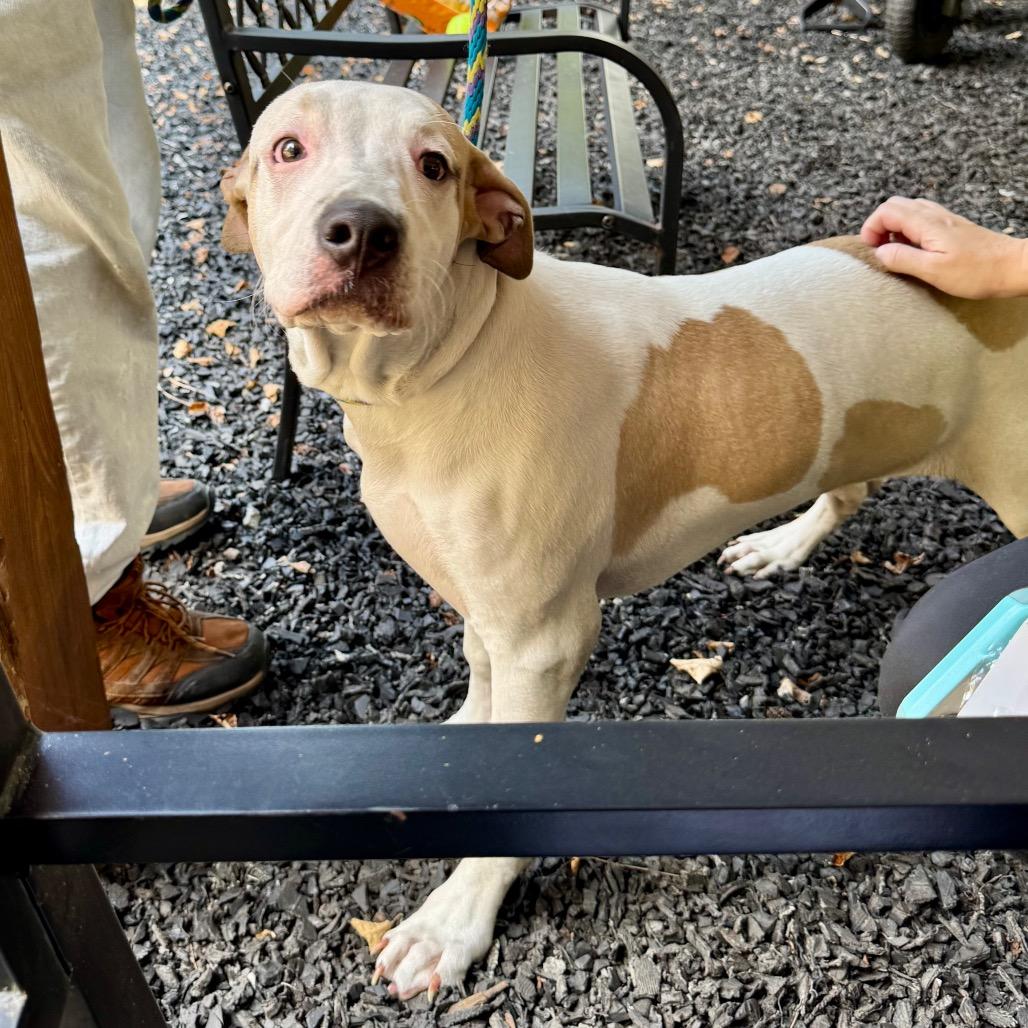 Max Goof, Adoptable, Young Male Mixed Breed.