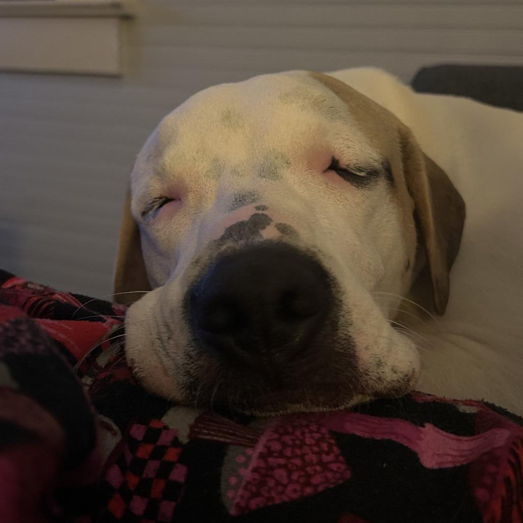 Enlarge Max Goof, a Adoptable Mixed Breed in Decatur, GA image 2/6