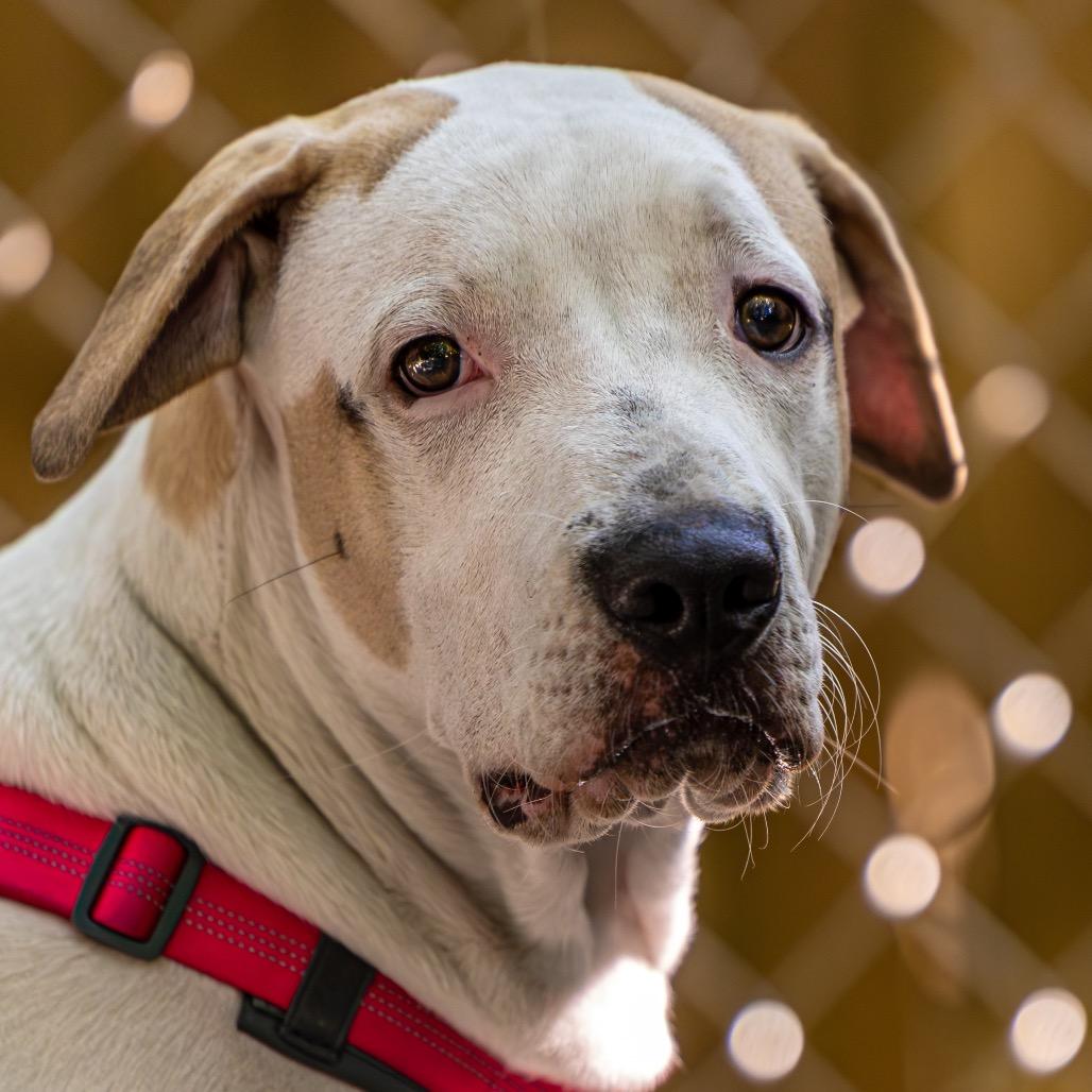 Enlarge Max Goof, a Adoptable Mixed Breed in Decatur, GA image 3/6