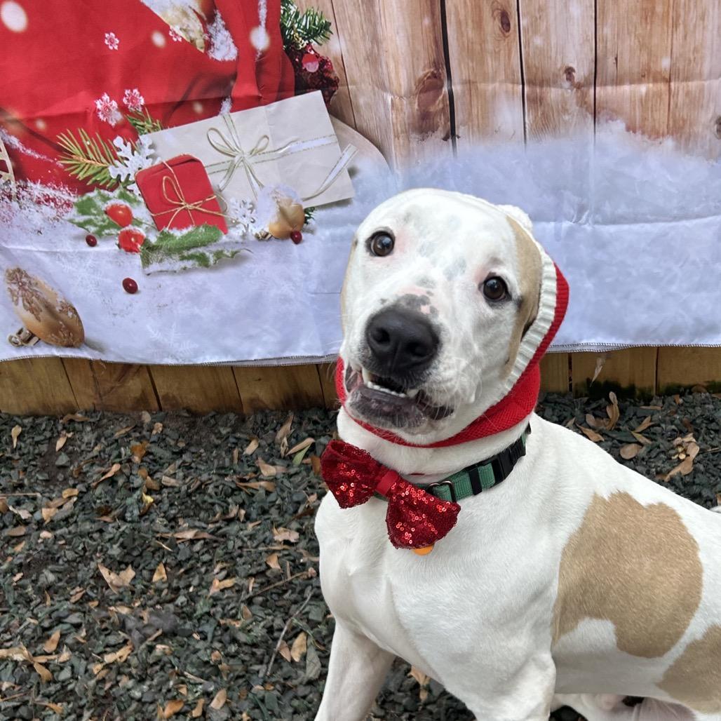 Enlarge Max Goof, a Adoptable Mixed Breed in Decatur, GA image 4/6
