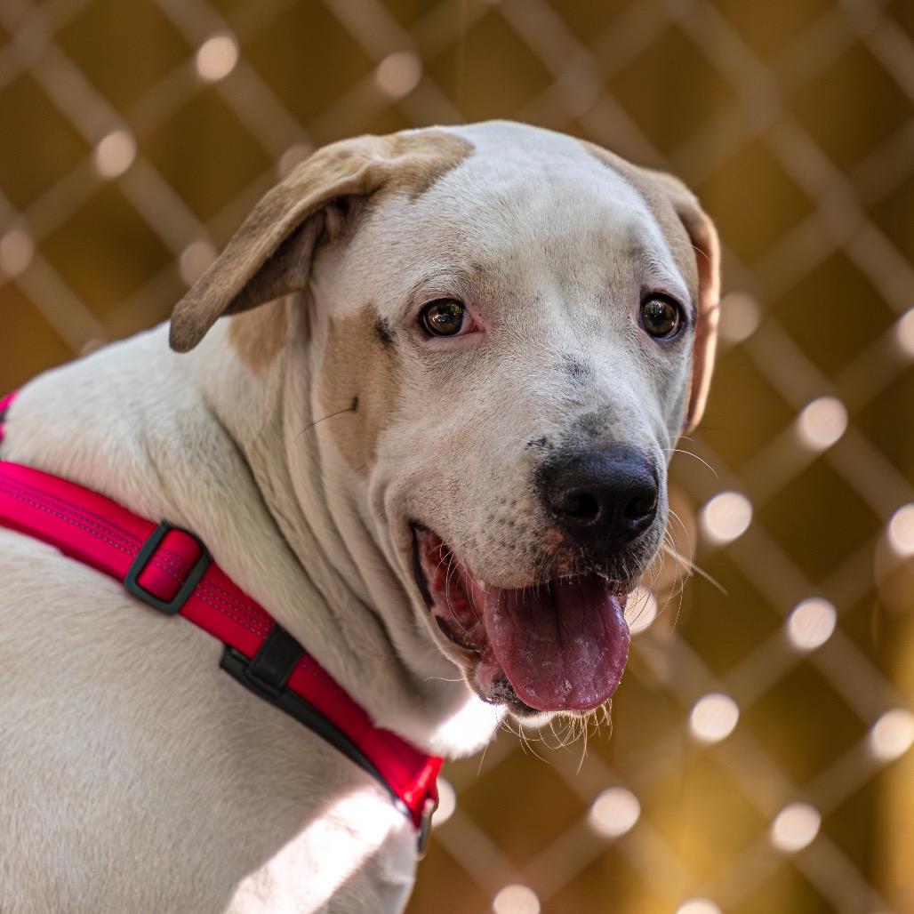Enlarge Max Goof, a Adoptable Mixed Breed in Decatur, GA image 6/6