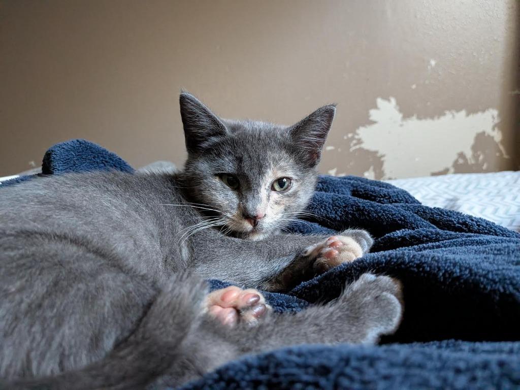 Bonnie, Adoptable, Kitten Female Domestic Short Hair.