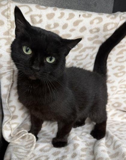 Enlarge 7086 (Mia), a Adoptable Domestic Short Hair in Lake City, MI image 1/1