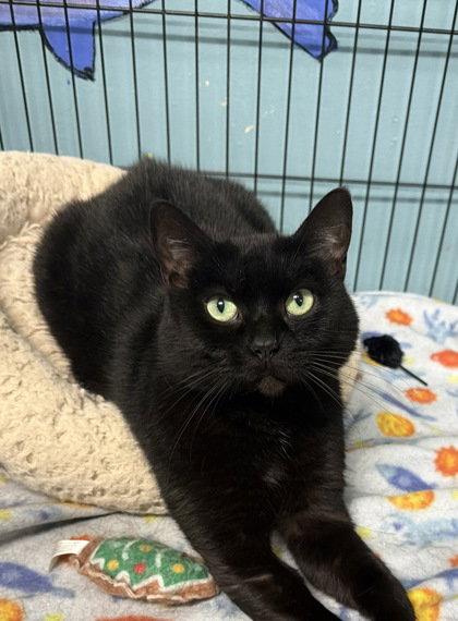 Enlarge 7086 (Mia), a Adoptable Domestic Short Hair in Lake City, MI image 1/1