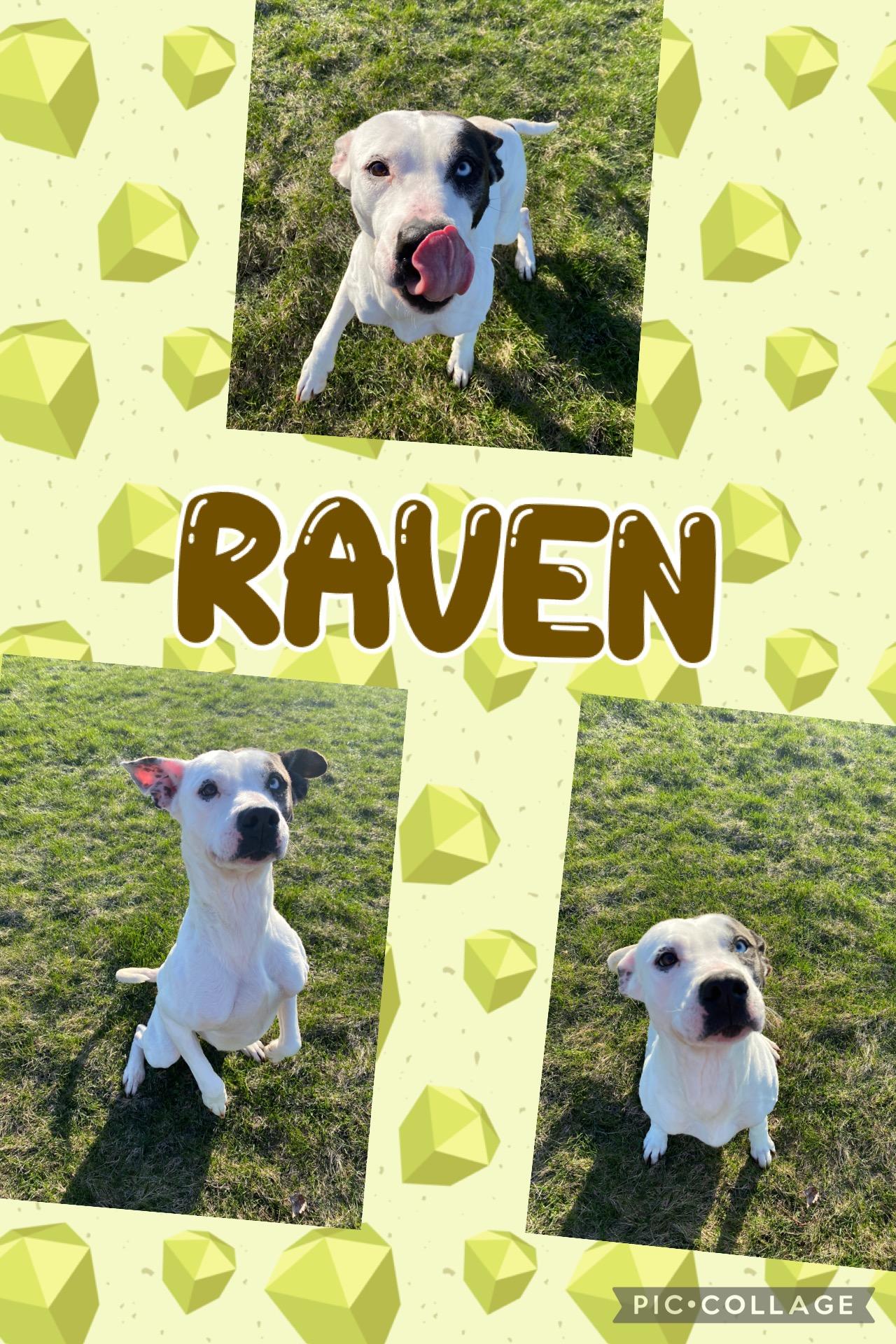 Raven photo 1
