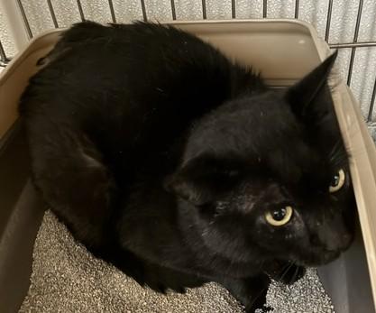 Enlarge Harley, an adopted Domestic Short Hair in Lead, SD image 2/2