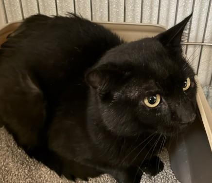 Enlarge Harley, an adopted Domestic Short Hair in Lead, SD image 1/2
