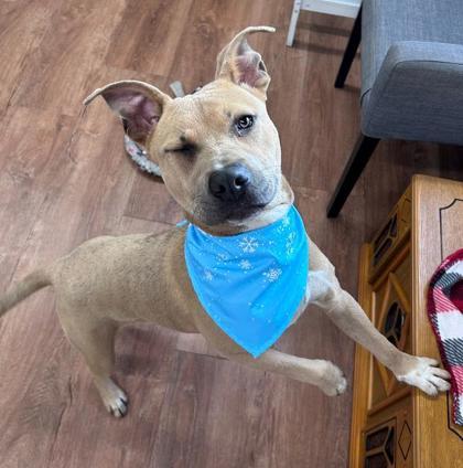 Strike, Adoptable, Young Male Mixed Breed & Mixed Breed.