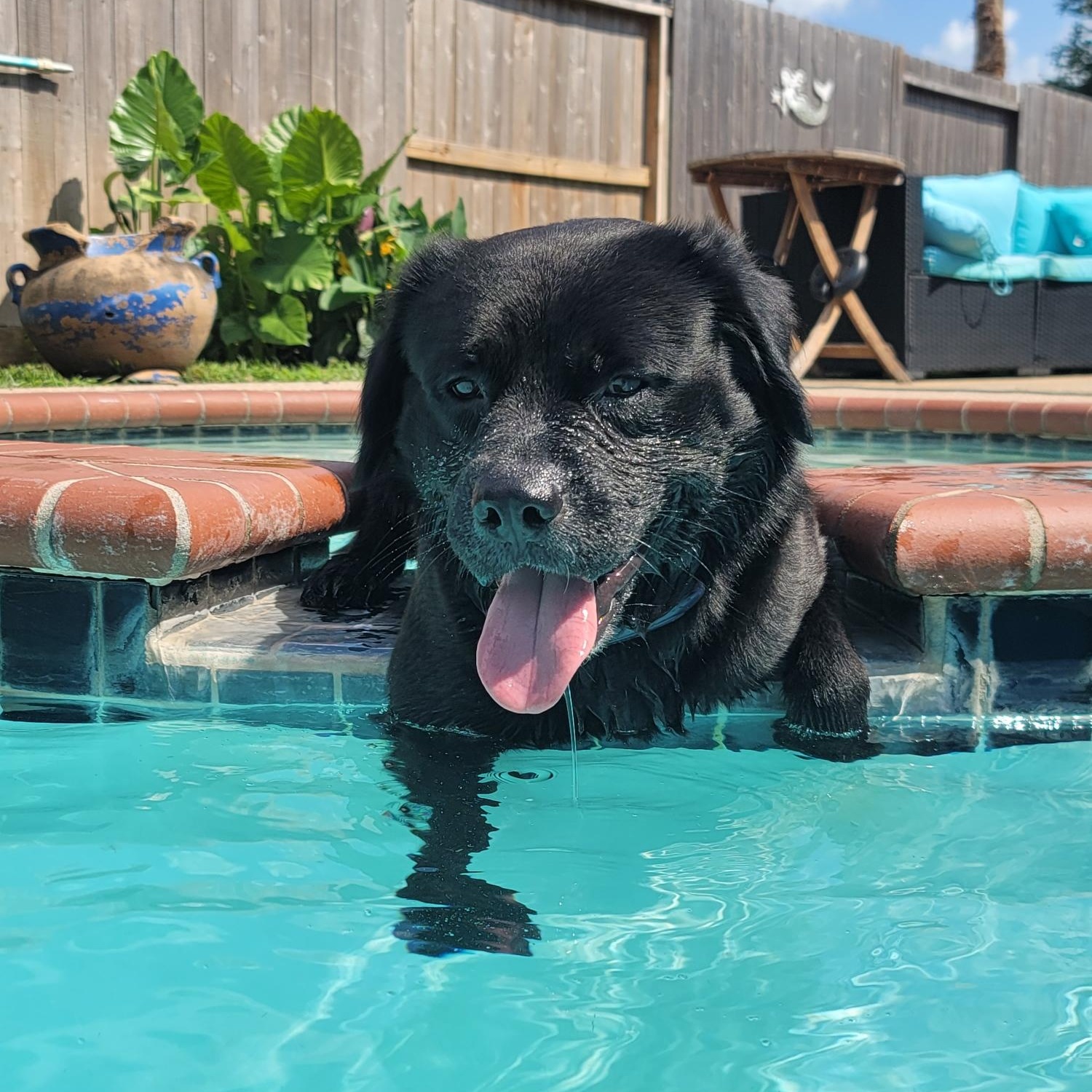 Edison, a Adoptable mixed breed in Cypress, TX image 1/5