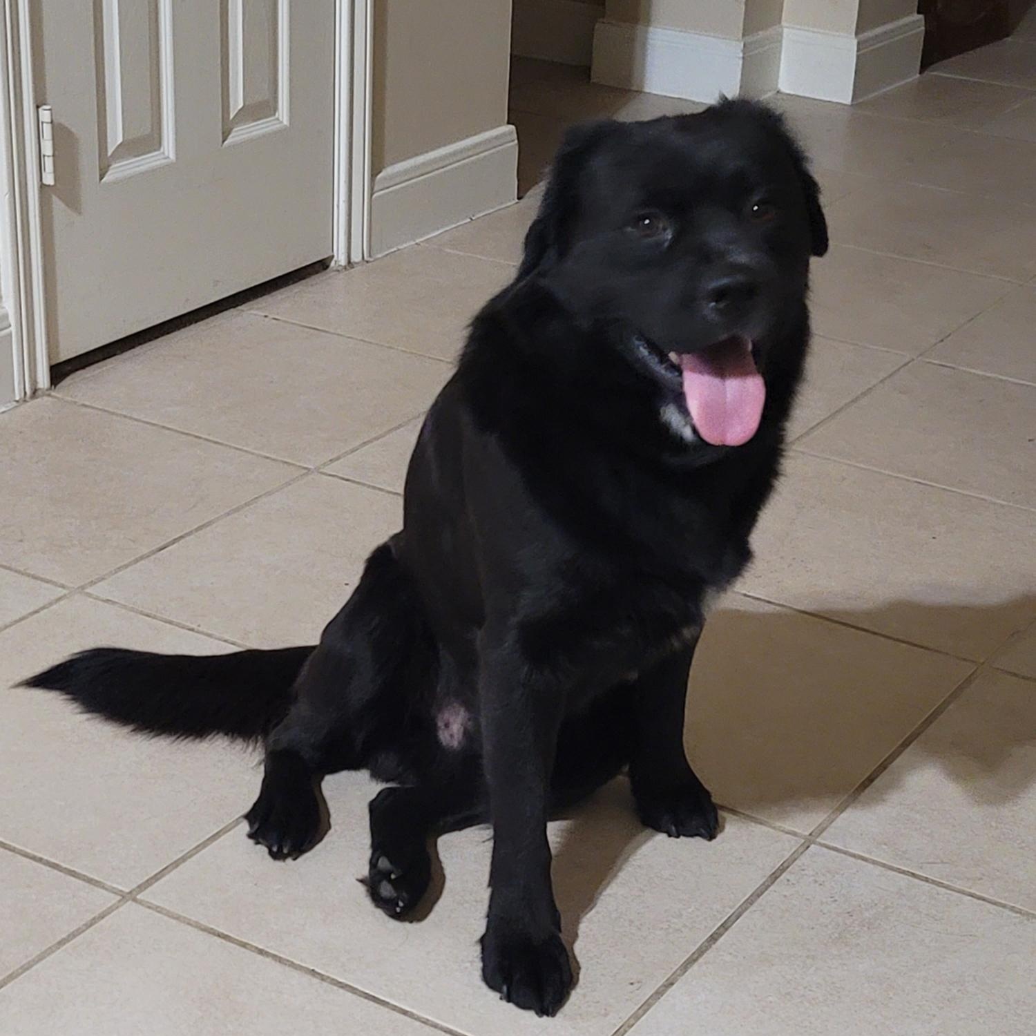 Edison, a Adoptable mixed breed in Cypress, TX image 3/5