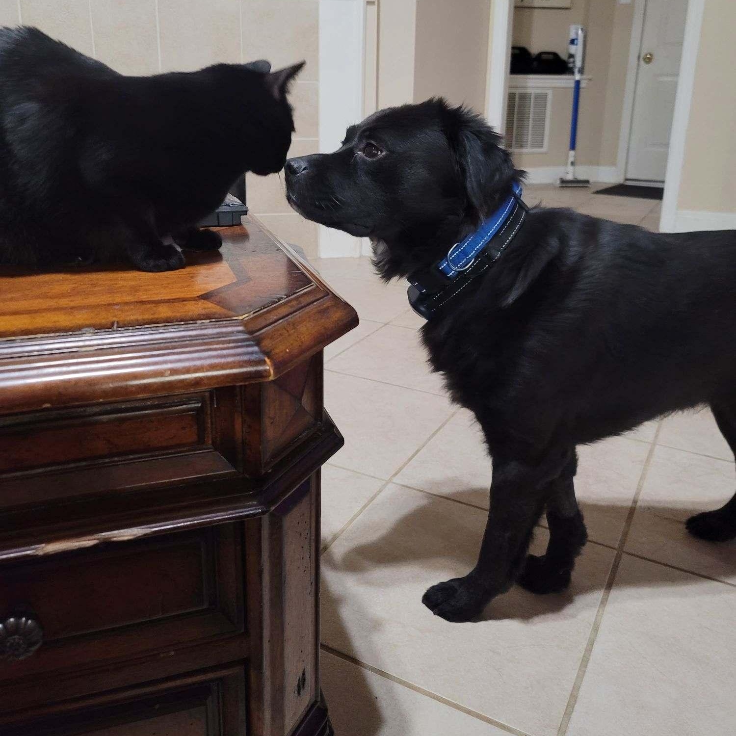 Edison, a Adoptable mixed breed in Cypress, TX image 4/5