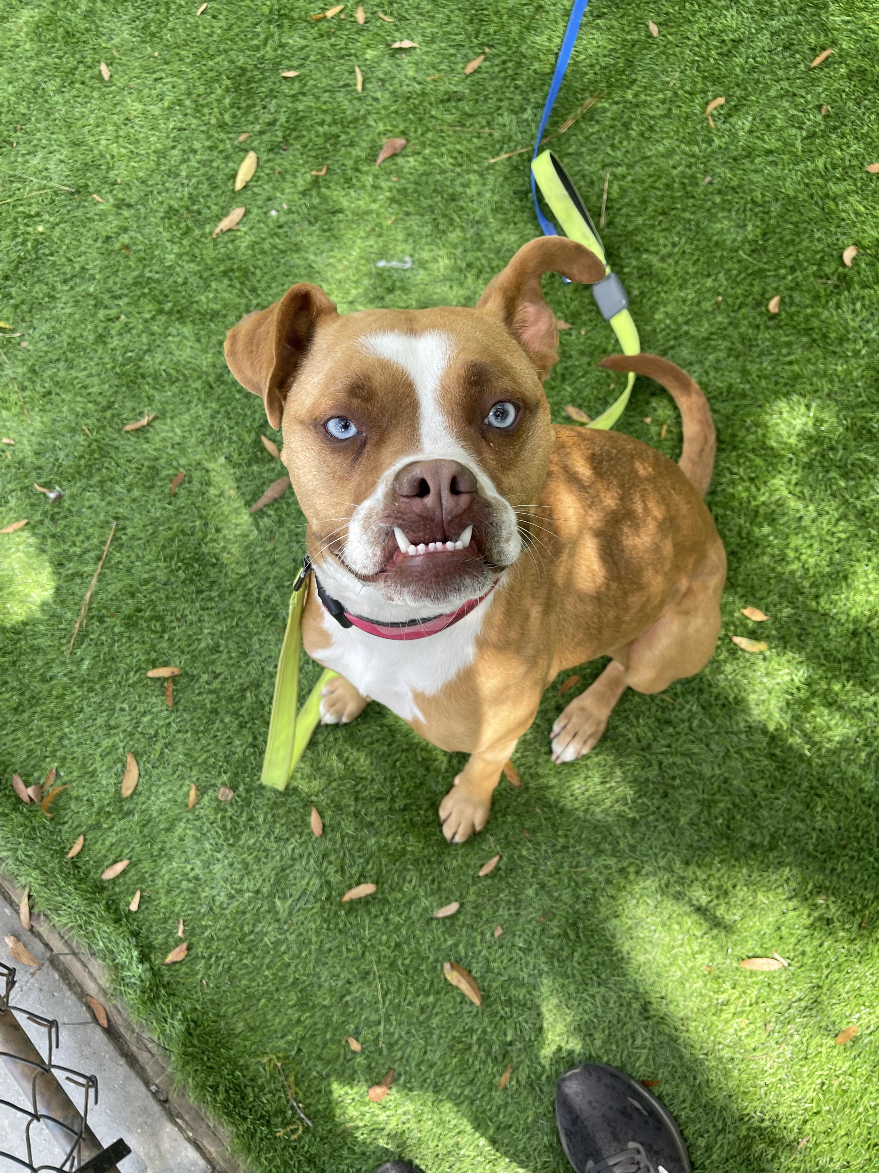 Riley, ADOPTABLE, Adult Female Boxer.