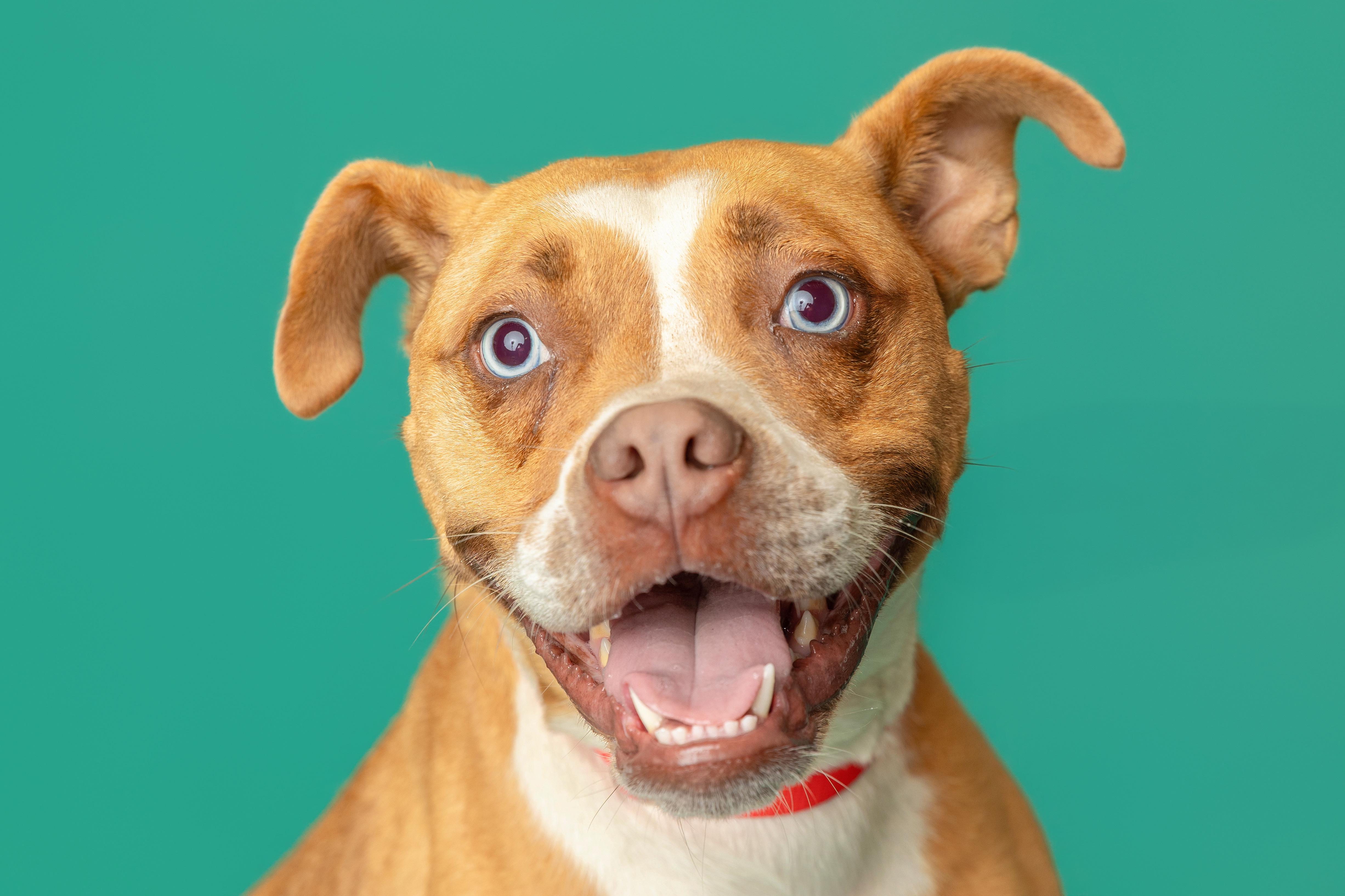 Riley, ADOPTABLE, Adult Female Boxer.