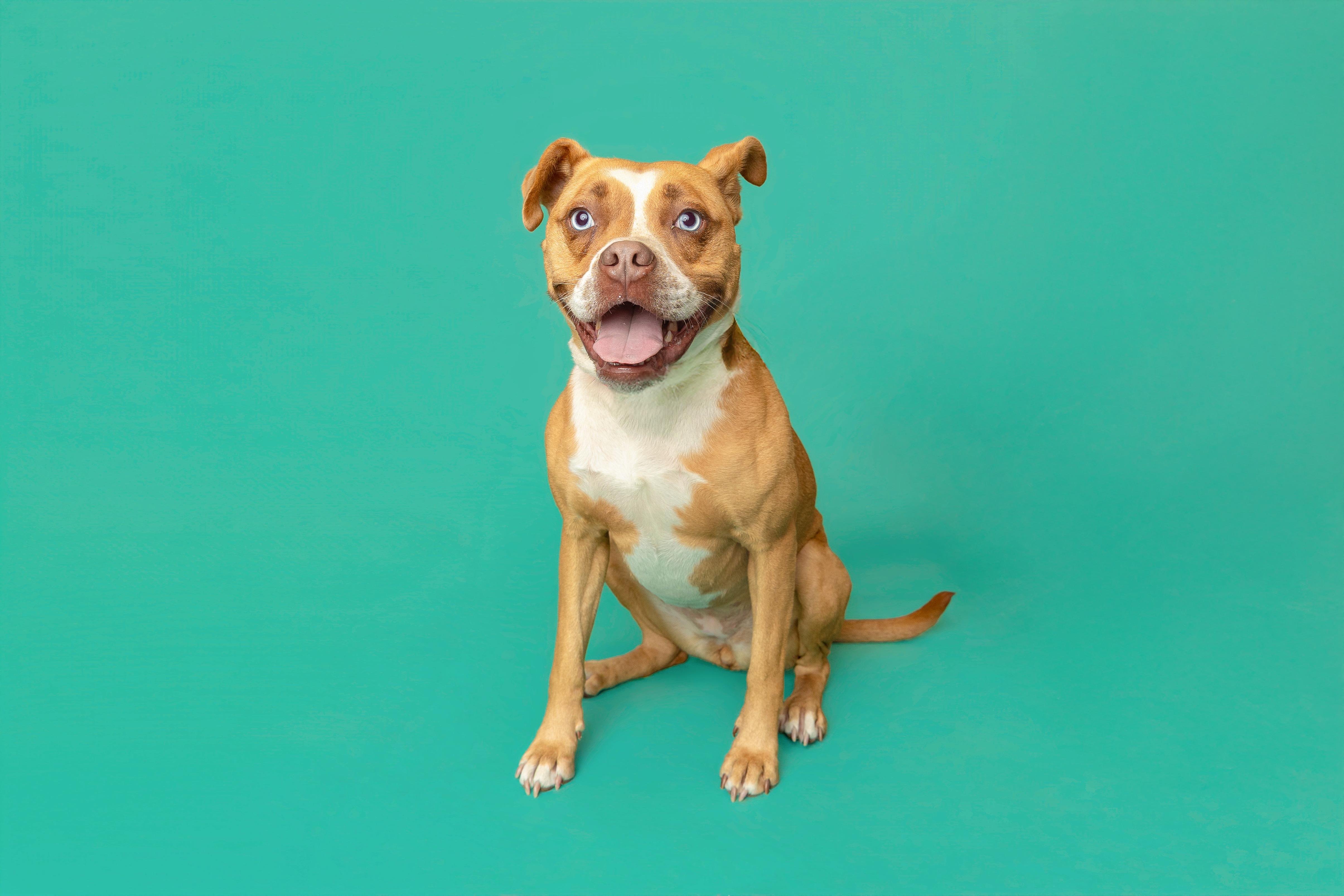 Riley, a ADOPTABLE mixed breed in Pawleys Island, SC image 2/6
