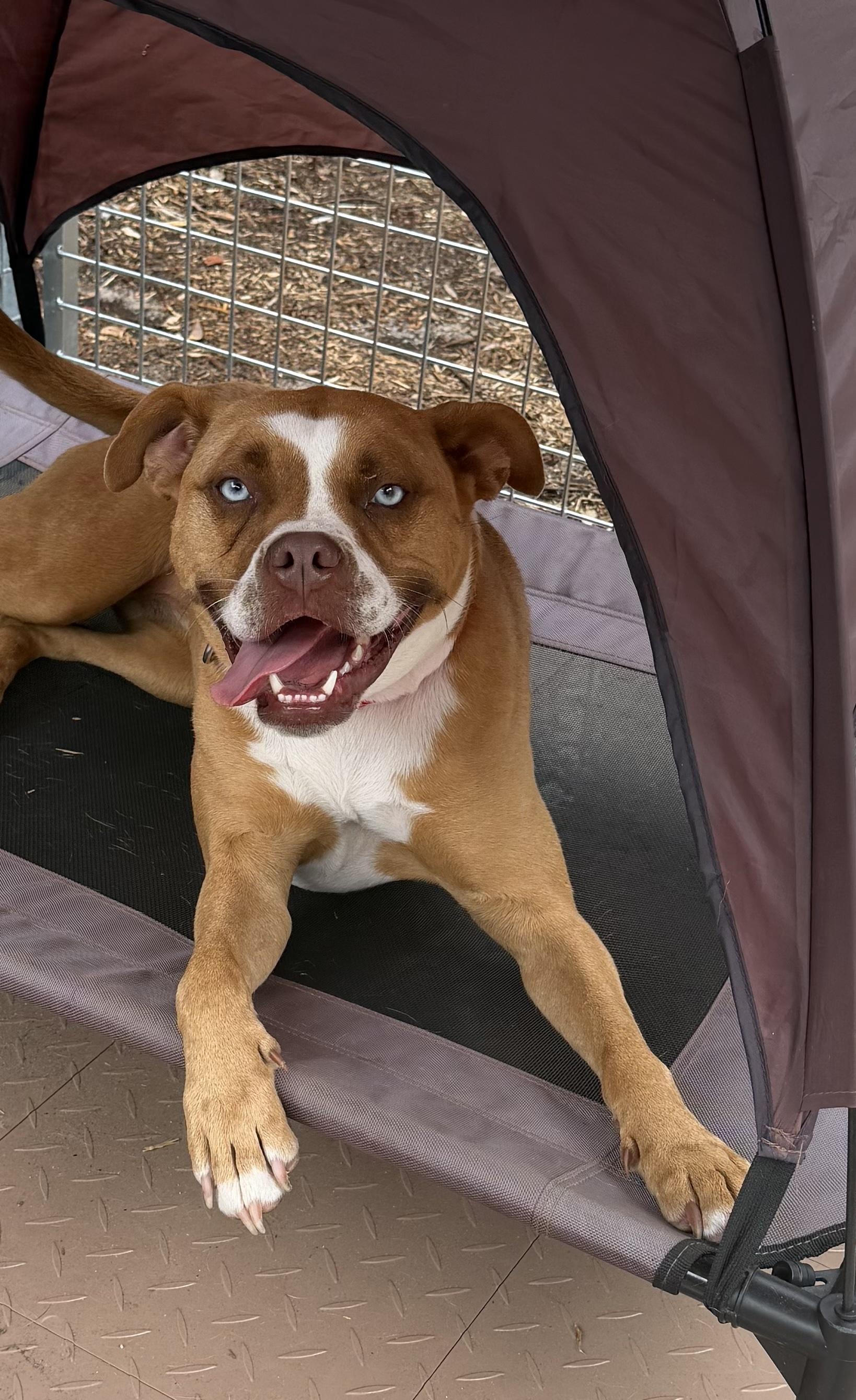 Riley, a ADOPTABLE mixed breed in Pawleys Island, SC image 5/6