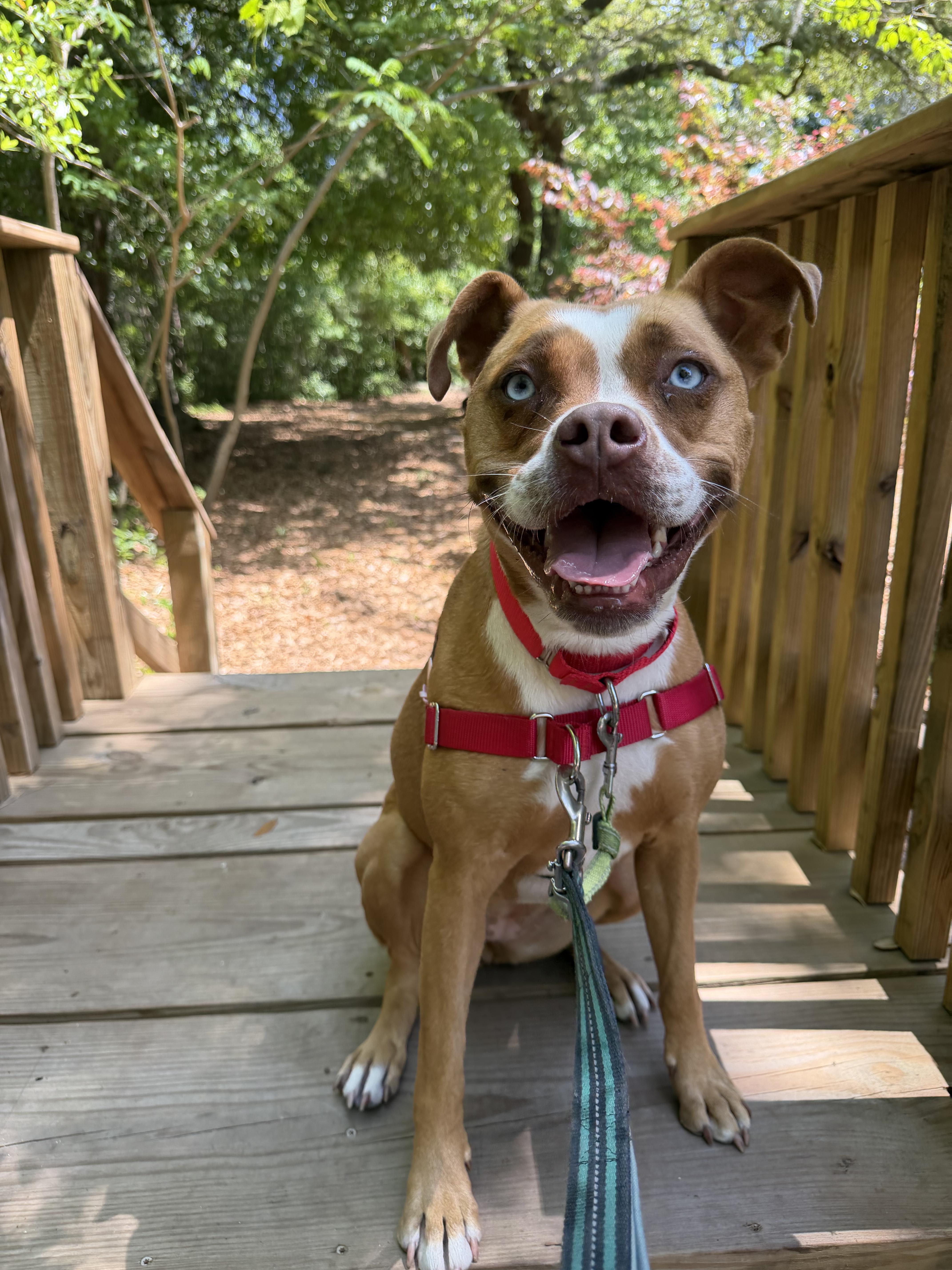 Riley, a ADOPTABLE mixed breed in Pawleys Island, SC image 4/5