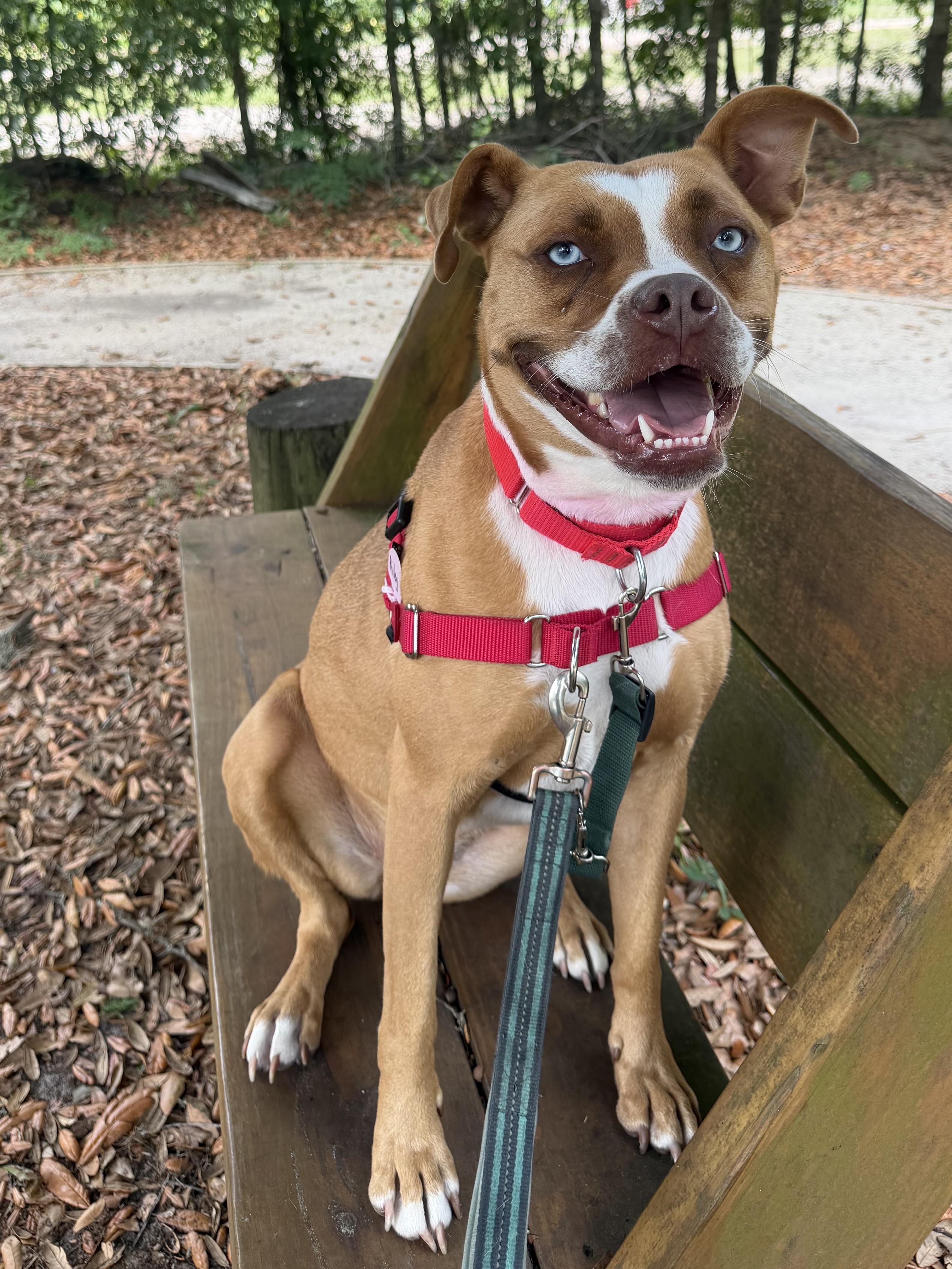 Riley, a ADOPTABLE mixed breed in Pawleys Island, SC image 2/5