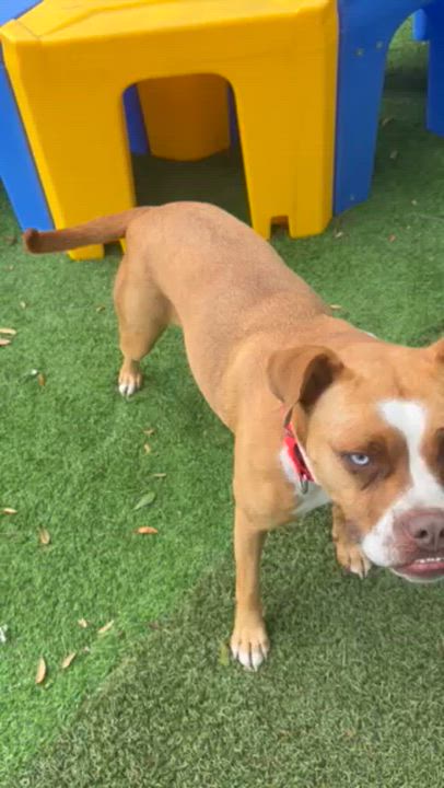 Enlarge Riley, a ADOPTABLE mixed breed in Pawleys Island, SC video 5/5