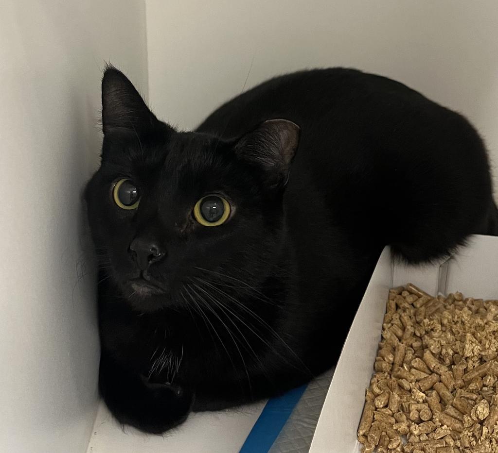 Mo, Adoptable, Adult Male Domestic Short Hair.