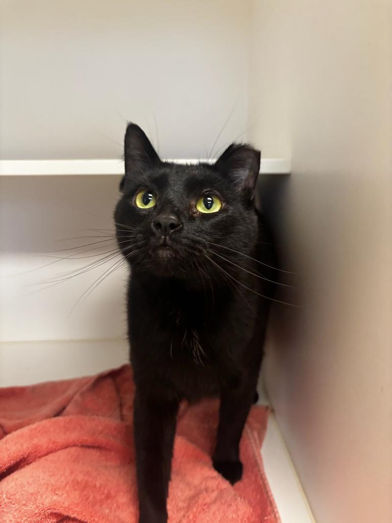 Mo, Adoptable, Adult Male Domestic Short Hair.