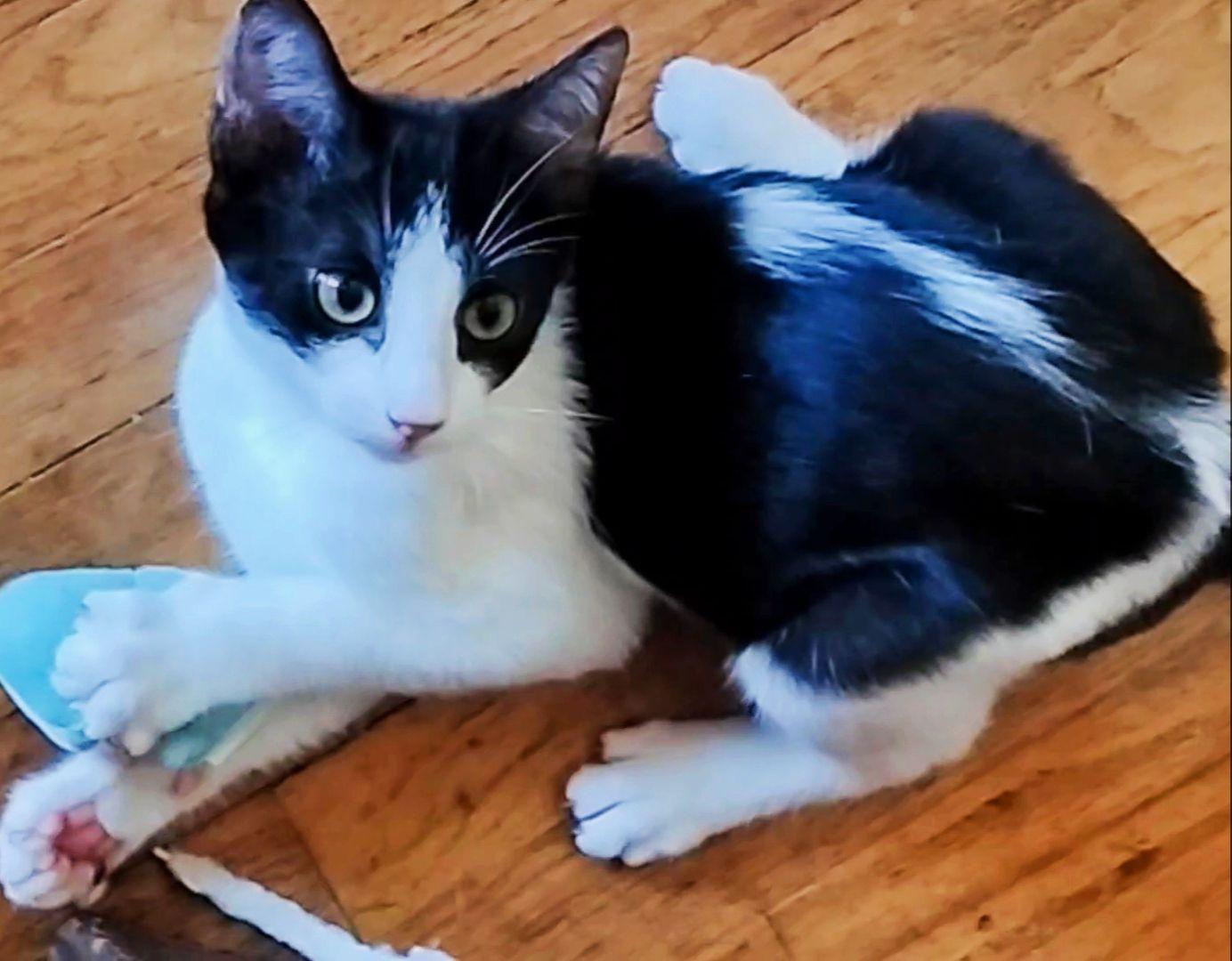 Enlarge Miracle, a Adopted Domestic Short Hair in Chino Hills, CA image 2/6